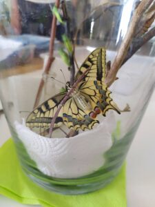 Schmetterlinge-3